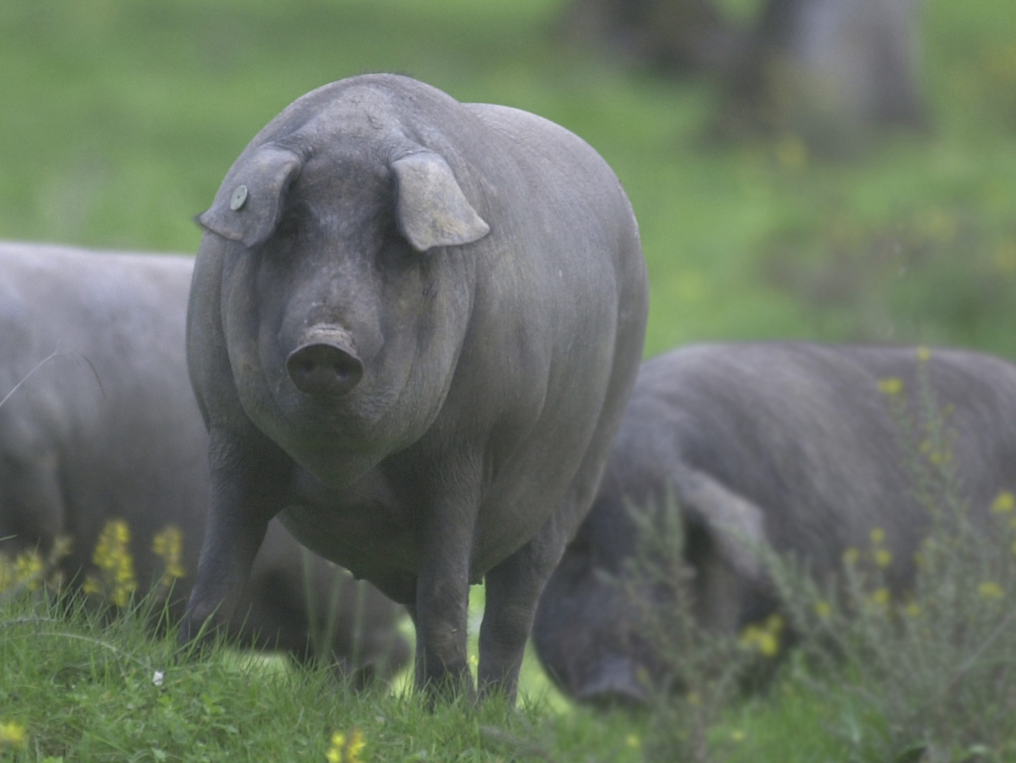 Cerdo Iberico: razza spagnola molto antica, allevati al pascolo e alimentati a ghiande