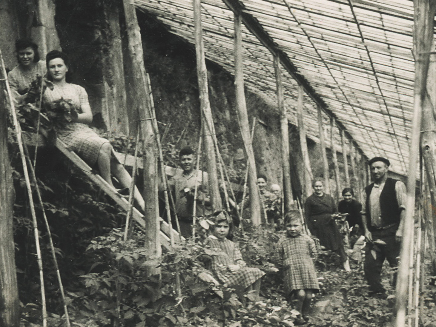 Foto storica delle coltivazioni di basilico a Prà