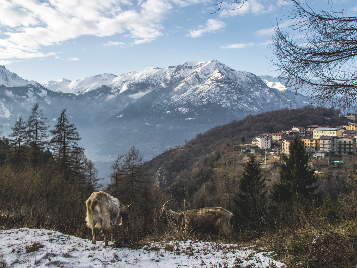 Sheep Prosciutto from Val Camonica