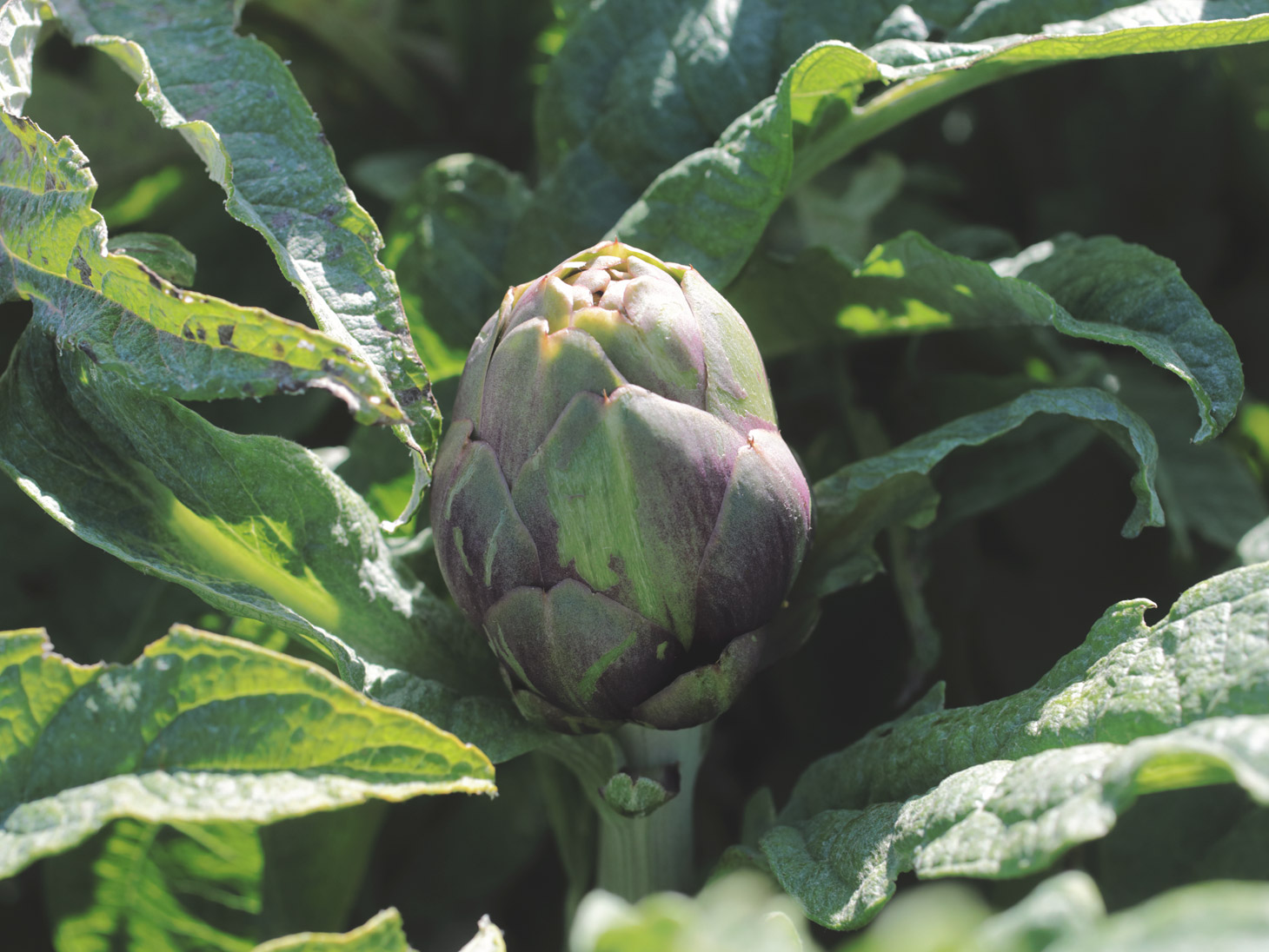 The Violetto Artichoke