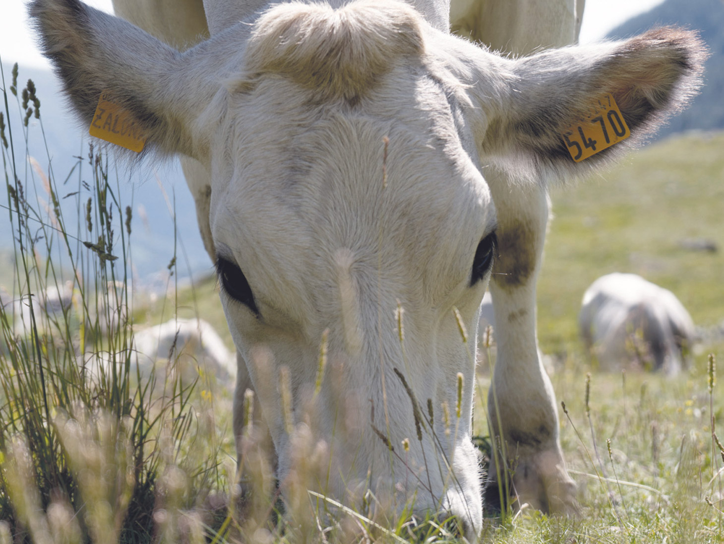 Fassone Piemontese: La Sfida Continua