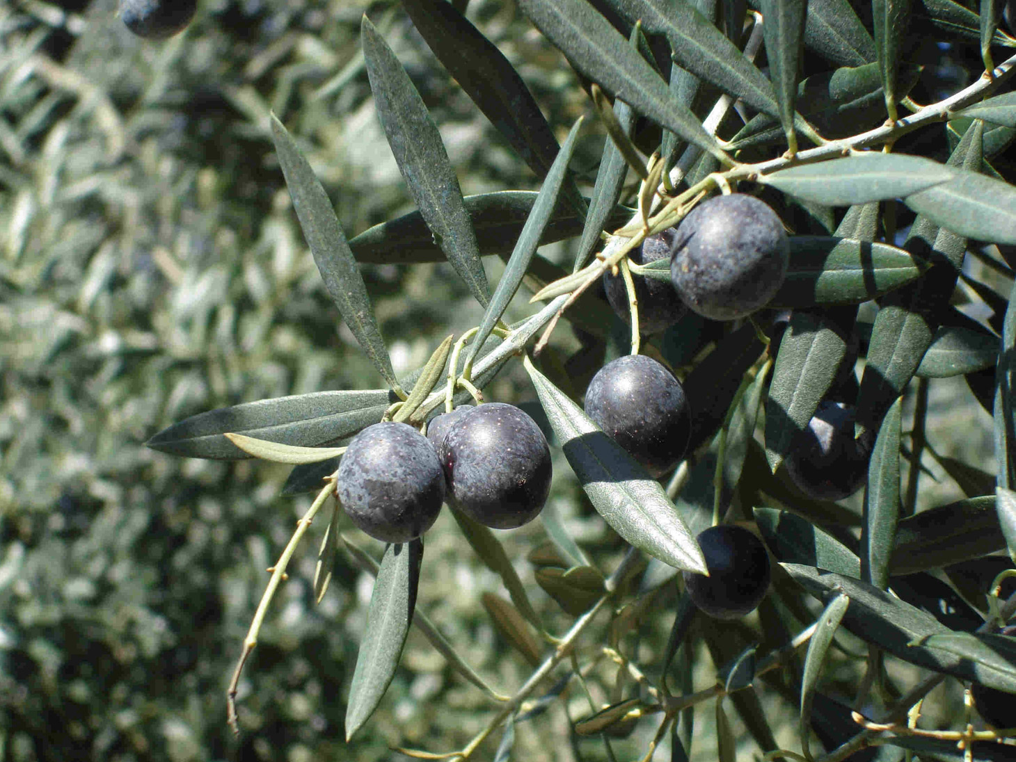 Italian olive tree landscape