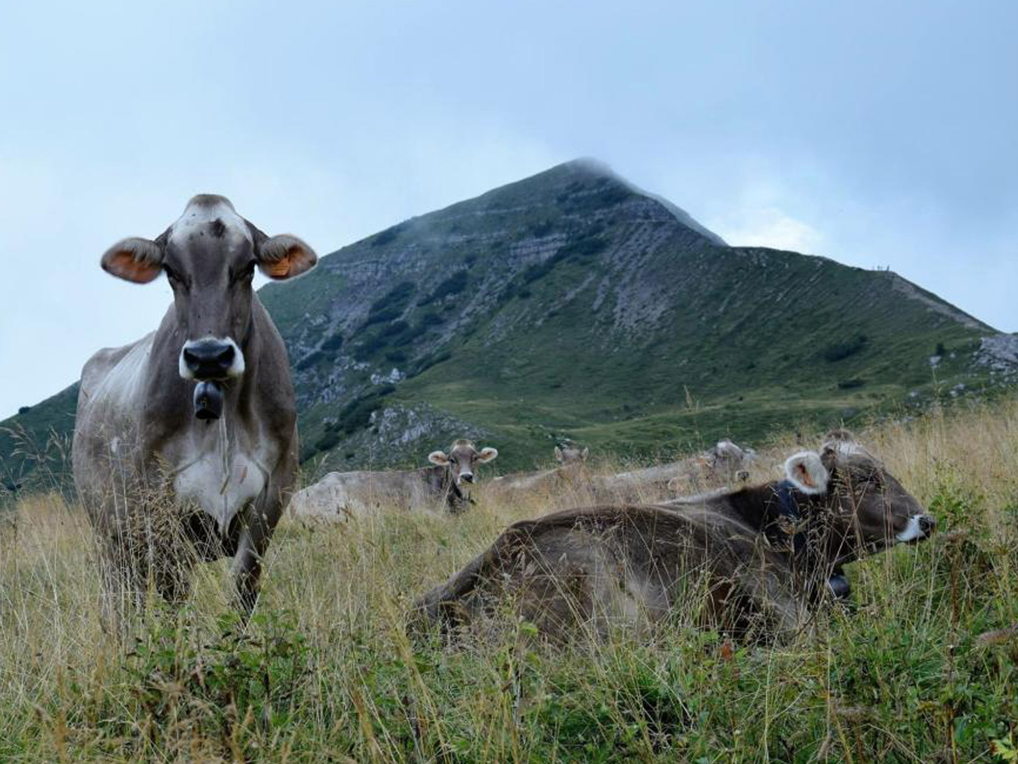 Cultura alla biodiversità