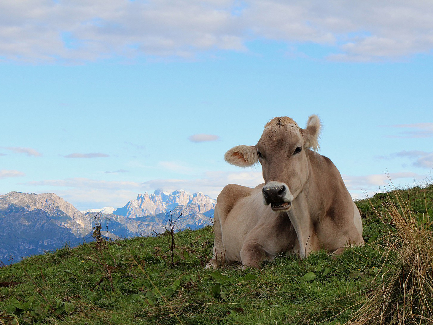 Fatto in quota: the alpage cheeses of Malga Mariech