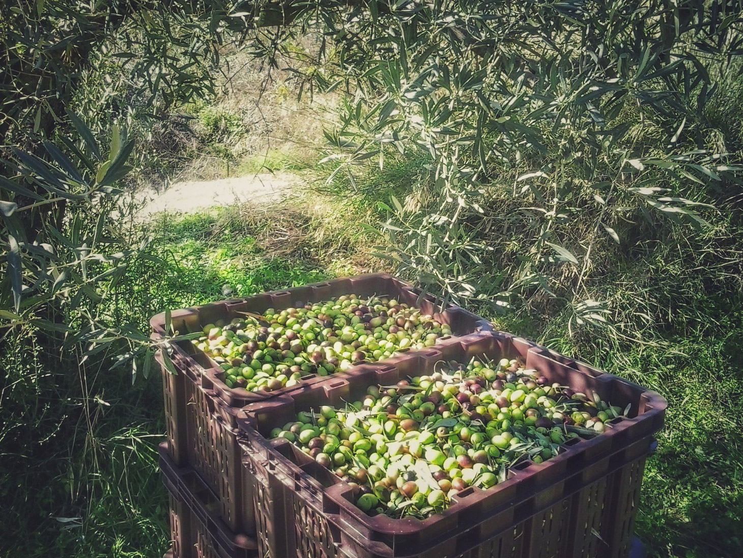 La produzione dell'olio Evo