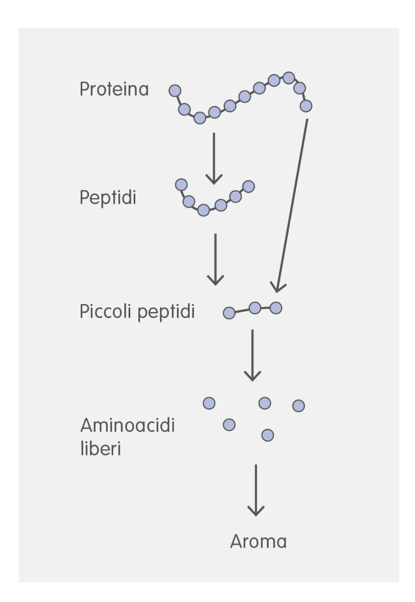 CATENA PROTEINE