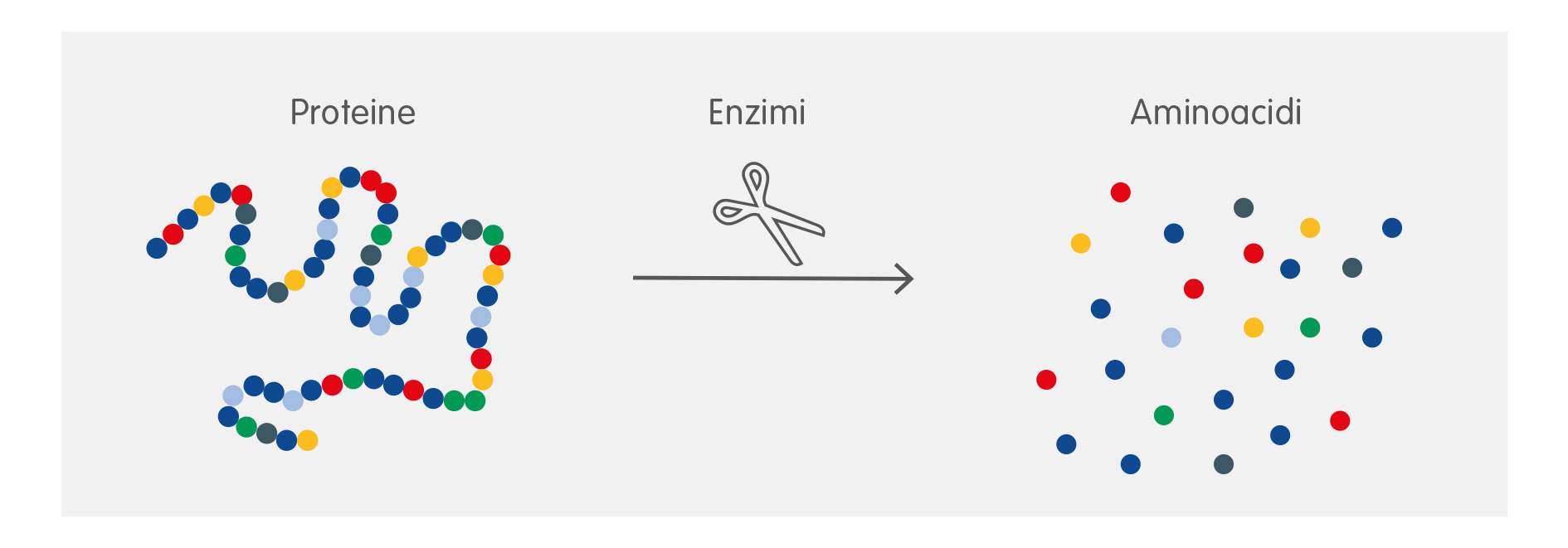 proteine-amminoacidi-tirosina