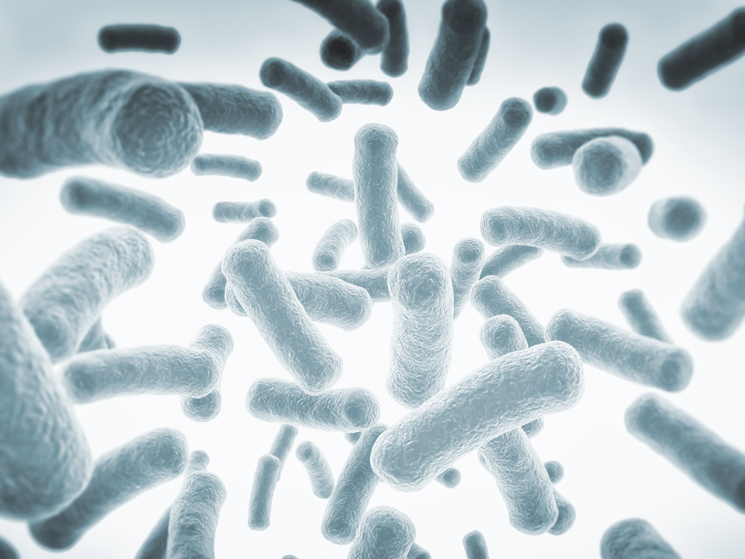 The starter cultures