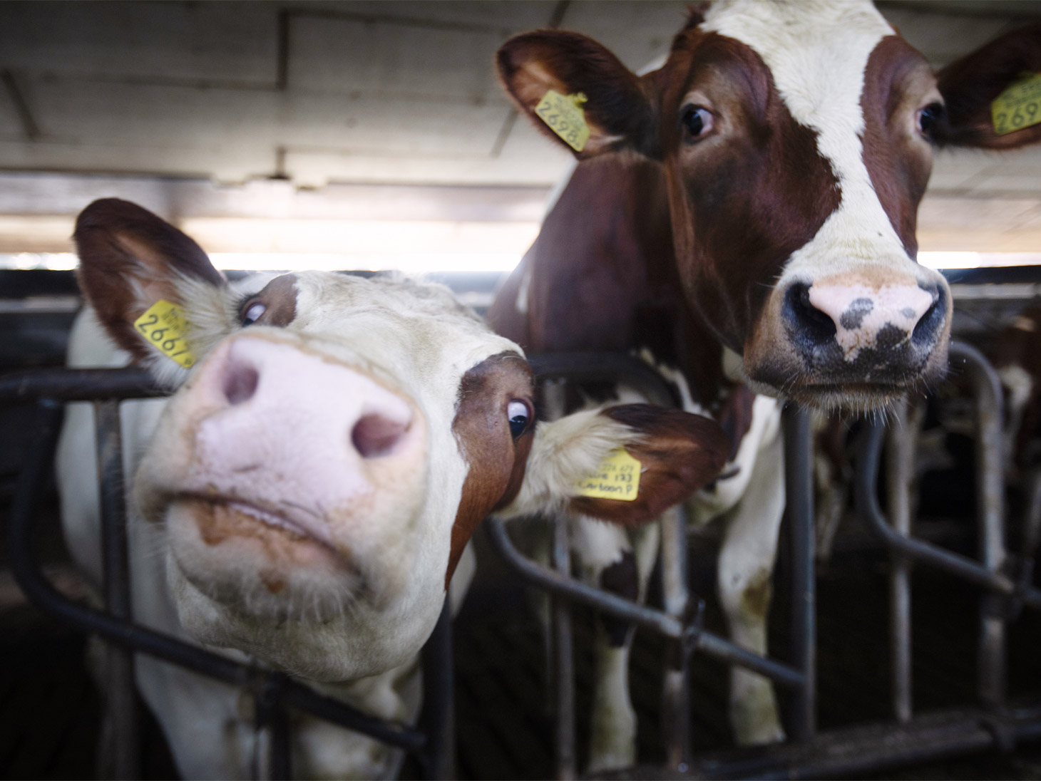Boer Goudse Oplegkaas Captein Netherlands_Valsana