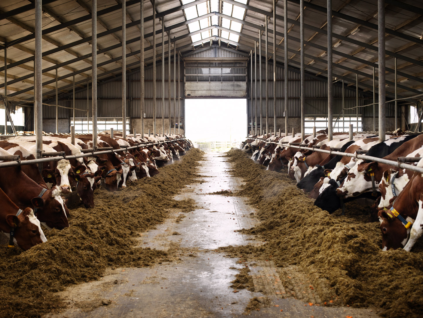 Boer Goudse Oplegkaas Captein Netherlands_Valsana