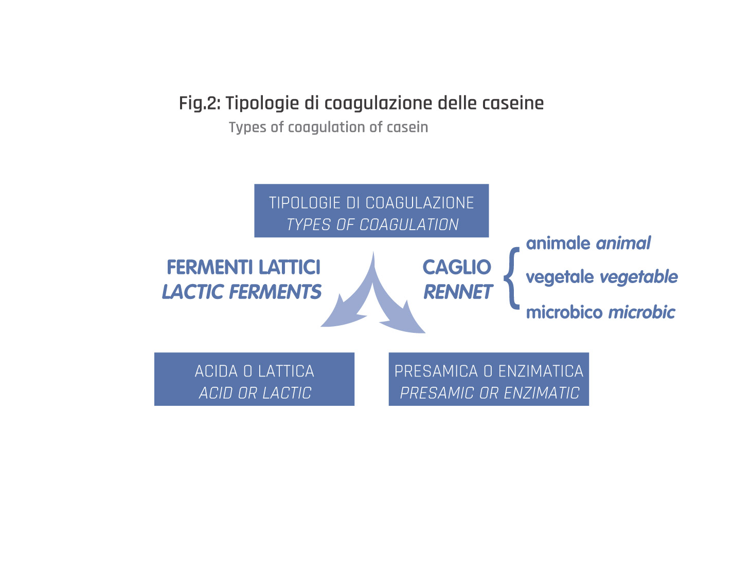 Types of coagulation