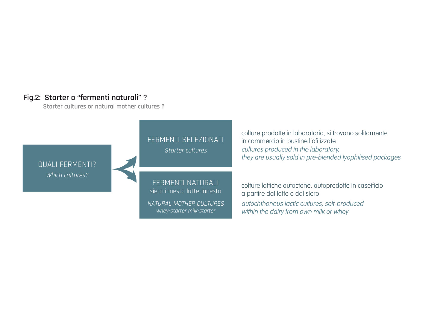 The starter cultures