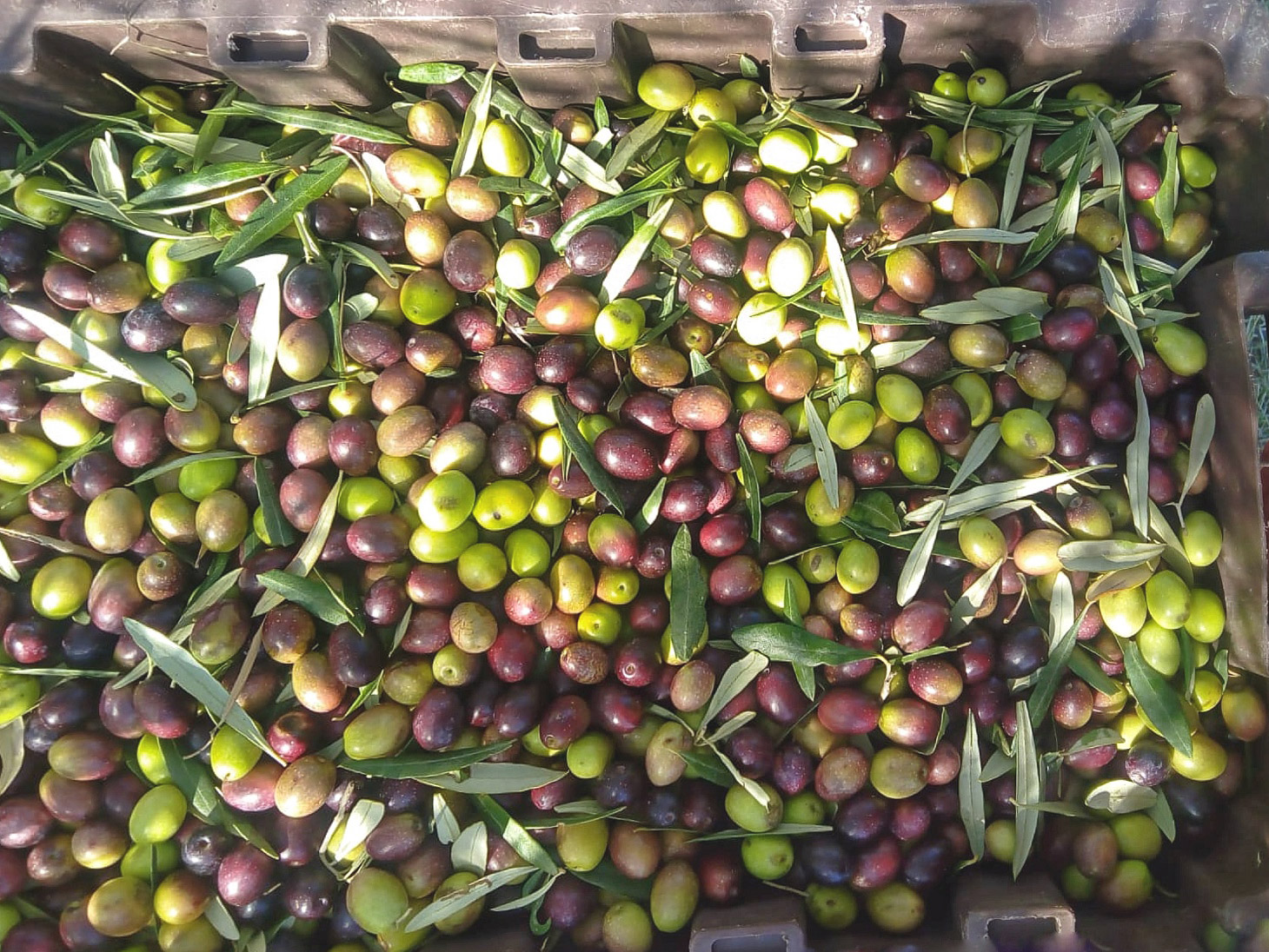 frangitura-olio-evo