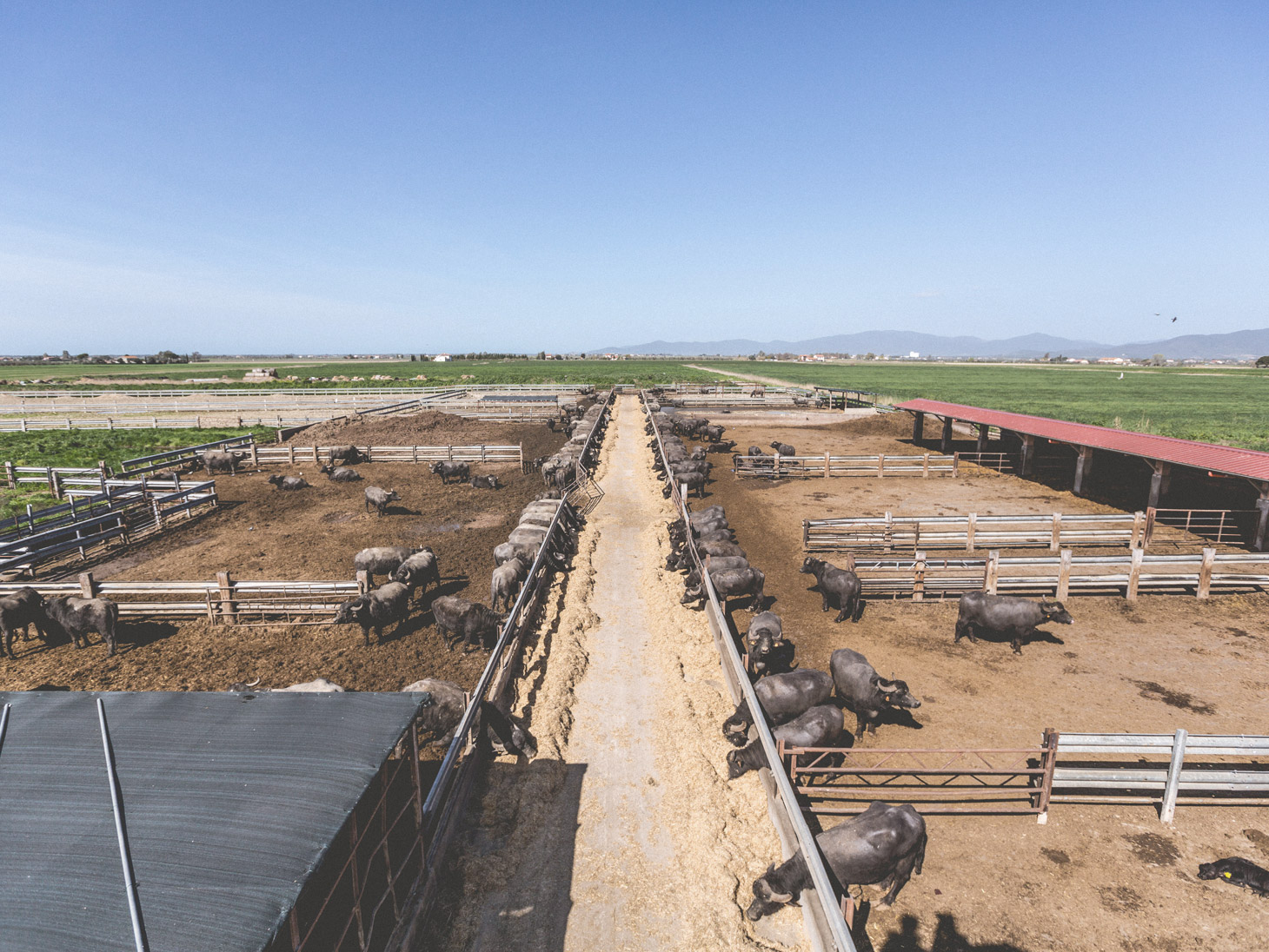 Azienda Agricola Diaccialone - Capalbio