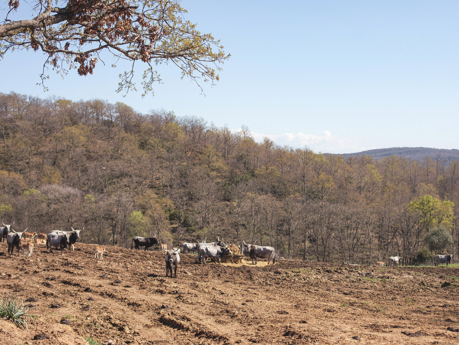 La Maremmana_Azienda Agricola Daccialone