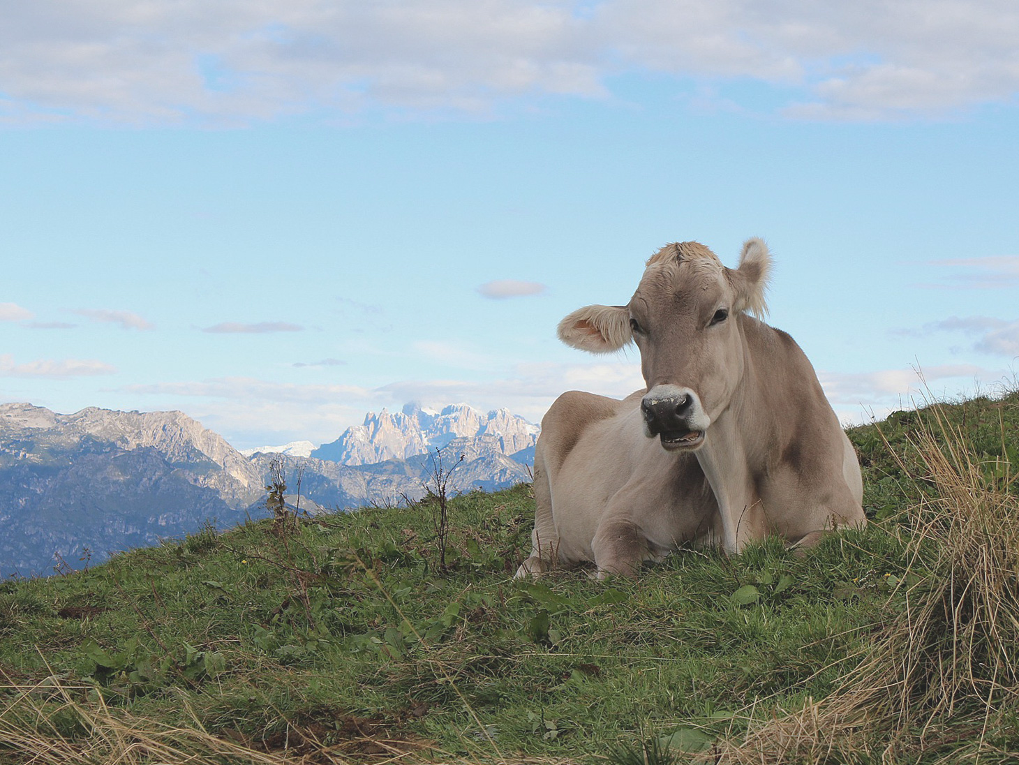 A Bruna cow in the pasture of Malga Mariech