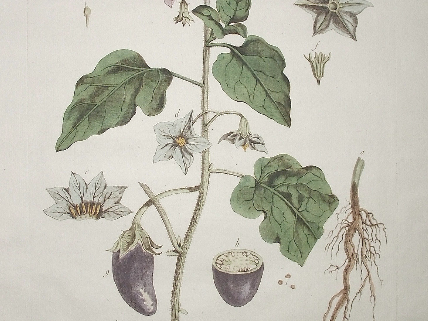 Melanzana Norma