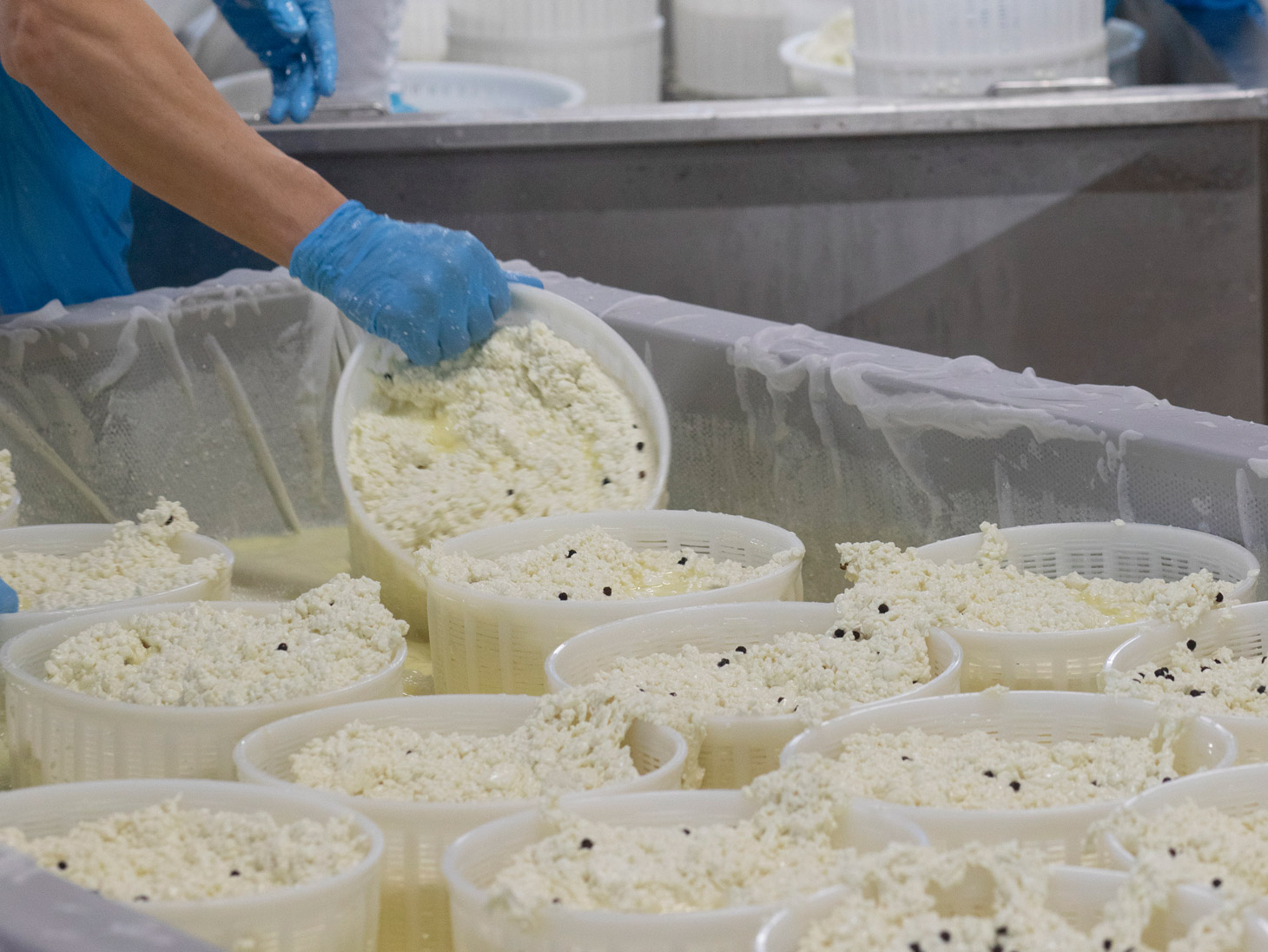 lavorazione-pecorino