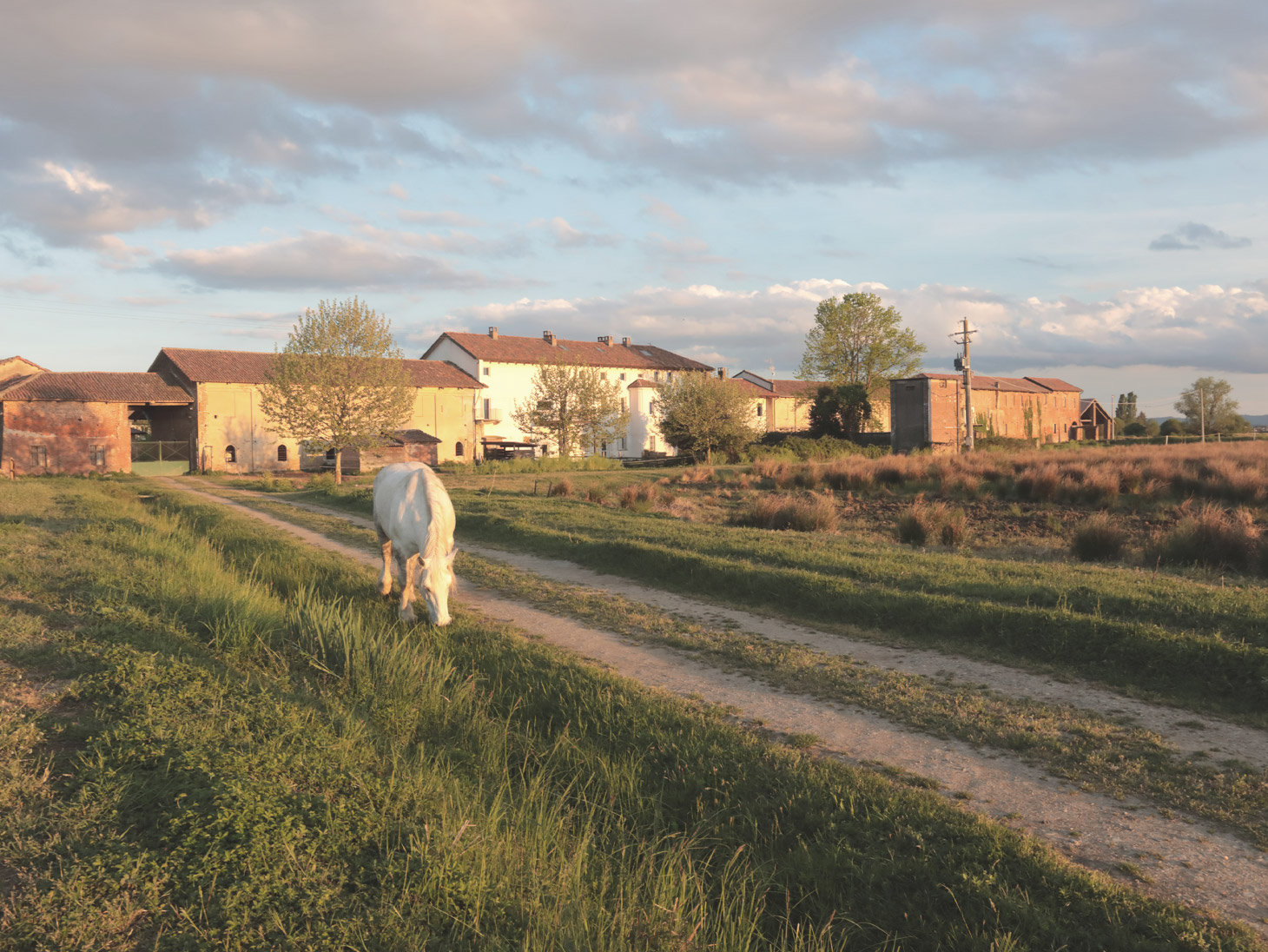 Cavallo Cascina Oschiena